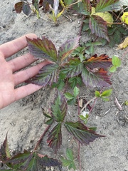 Rubus flagellaris