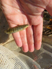 Percina nigrofasciata