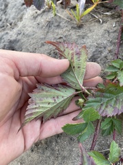 Rubus flagellaris