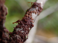 Frullania nisquallensis