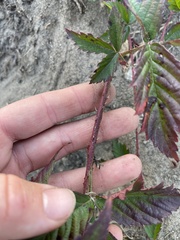 Rubus flagellaris