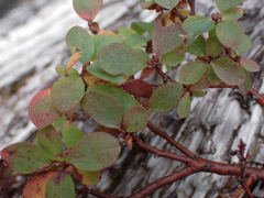 Vaccinium uliginosum