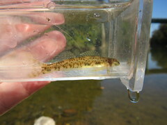 Etheostoma rupestre