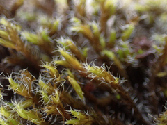 Racomitrium lanuginosum