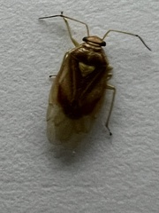 Deraeocoris