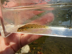 Etheostoma rupestre