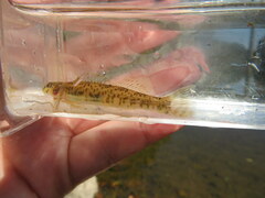 Etheostoma rupestre