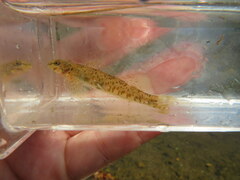 Etheostoma rupestre