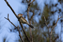 Acanthagenys rufogularis