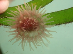 Epiactis prolifera