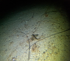 Dactylopterus volitans