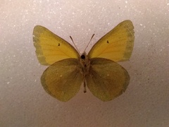 Colias christina