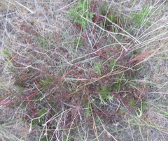 Stillingia texana