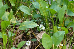 Sagittaria platyphylla