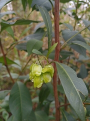 Dodonaea triquetra