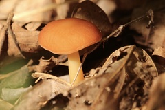 Gymnopus dryophilus