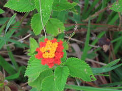 Lantana horrida