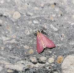 Pyrausta inornatalis