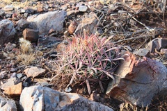 Ferocactus latispinus