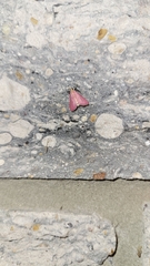 Pyrausta inornatalis
