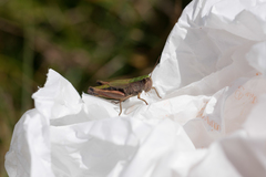 Pseudochorthippus parallelus