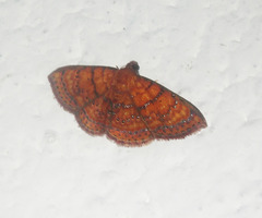 Homodes bracteigutta