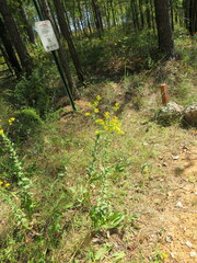 Solidago rigida glabrata