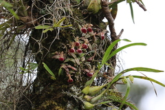 Epidendrum peperomia
