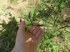 Symphyotrichum laeve concinnum