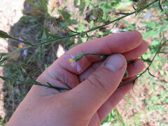 Symphyotrichum laeve concinnum