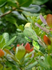 Amazona auropalliata