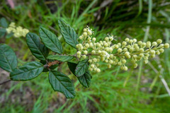Pomaderris racemosa
