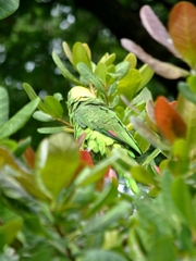 Amazona auropalliata