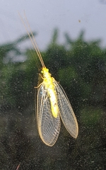 Italochrysa