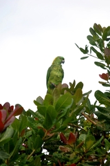 Amazona auropalliata
