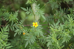 Tagetes