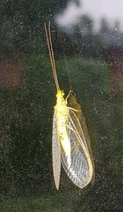 Italochrysa