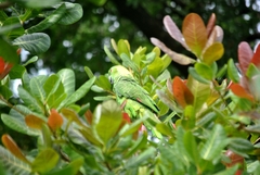 Amazona auropalliata
