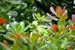 Amazona auropalliata