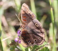 Junonia nigrosuffusa