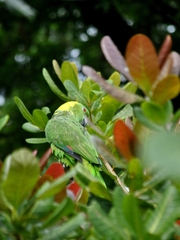 Amazona auropalliata