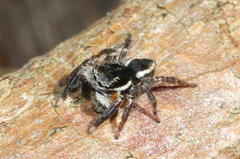 Jotus auripes