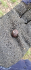 Sauroconcha corneovirens