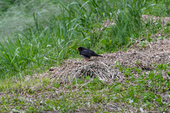 Turdus cardis