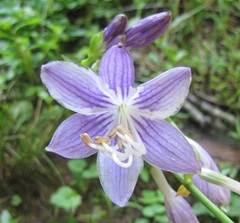 Hosta ventricosa