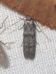 Blastobasidae