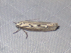Ethmia discostrigella