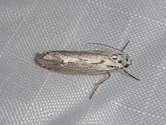 Ethmia discostrigella