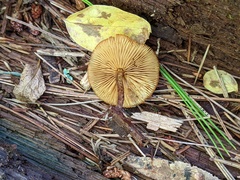 Pholiota granulosa