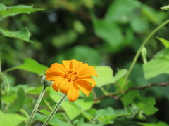 Tithonia